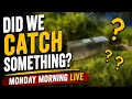 Monday Longhorn Horses and more LIVE