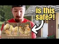 We Ordered 15 Baby Chicks By Mail