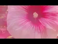 Chad Lawson - for such a gaze of wonder (solo piano)