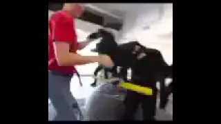 spy ninjas fighting moments kicking hacker butts