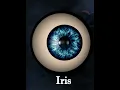Download Lagu Human Eye Cornea and iris