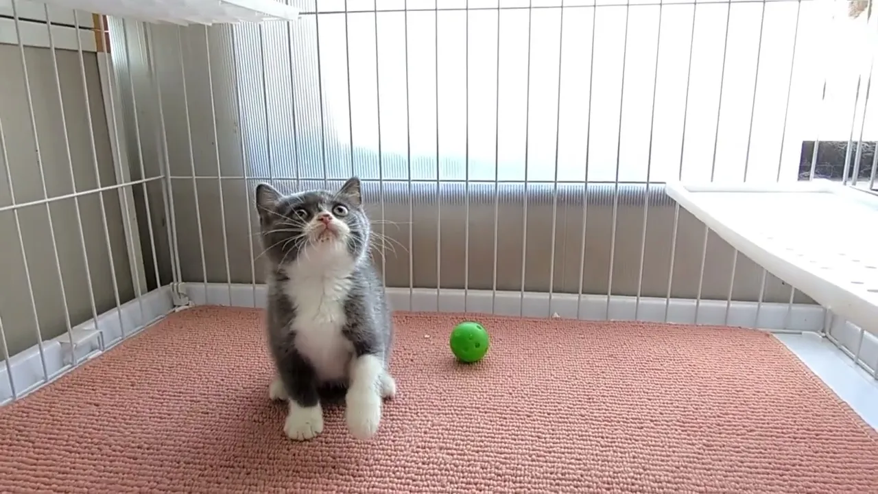 動画