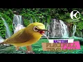 Download Lagu MASTERAN PLECI FULL ISIAN TEMBAKAN DENGAN TERAPI AIR DAN ALUNAN MUSIK KECAPI SUNDA
