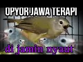 Download Lagu opyor jawa/pelci pion terapi