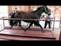 Download Lagu Horse on a treadmill