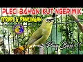 Download Lagu Burung Pleci Ngeriwik Gacor merangsang Pleci Bahan ikut Ngeriwik Sampai Buka paruh #terapipleci