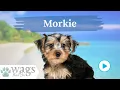 Morkie Breed Highlights