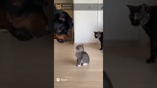 HUGE Dog Barks At Kitten And Feels Bad LOL Cats Ring Cctv Catlovers Animallovers Funny 