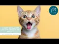 Download Lagu GEDRAGSMEDICATIE VOOR JE KAT, HEEFT JOUW KAT DIT NODIG? - De gelukkige huiskat | Kattengedrag