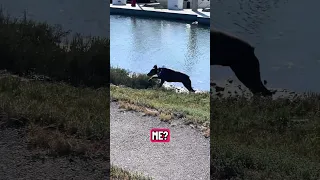 #Fyp #dream #YouTube #doberman #pets