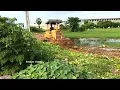 Download Lagu WOW!!! Skillfully Landfill Project Dump Truck 5Ton Skill Bulldozer KOMATSU D31P Pushing Soil