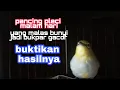 Download Lagu pancingan pleci malam hari