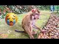 How Monkey Kaka Was Returned to Her Family