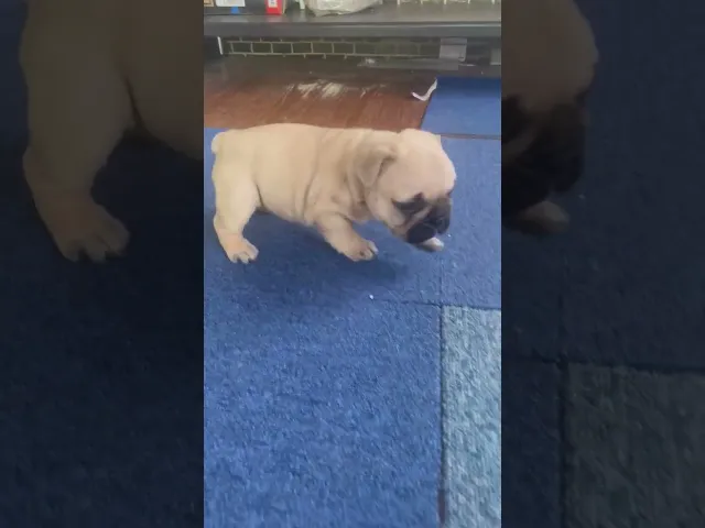 動画