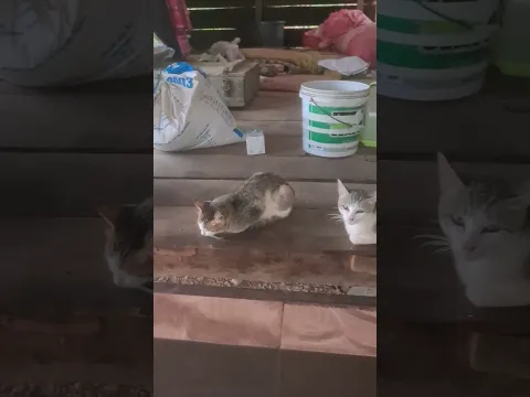 #amazing #cat