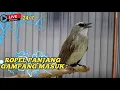 Lagu PANCINGAN SUARA TRUCUKAN GACOR NONSTOP TANPA HENTI || cocok untuk burung bahan
