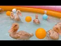 Download Lagu itik lucu mandi di kolam banyak bola