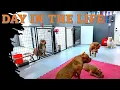 Behind The Scenes A Day In The Life Of A Dog Breeder Kennel Management Set-up