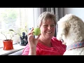 Download Lagu Een geleidehond aanvragen, wat komt daarbij kijken