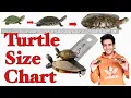 Turtle Size Chart Red Eared Slider Size Turtle Shell Colour Change Turtles Size