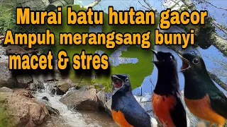suara murai batu hutan gacor murai bisu jadi ikut gacor muraibatuhutangacor