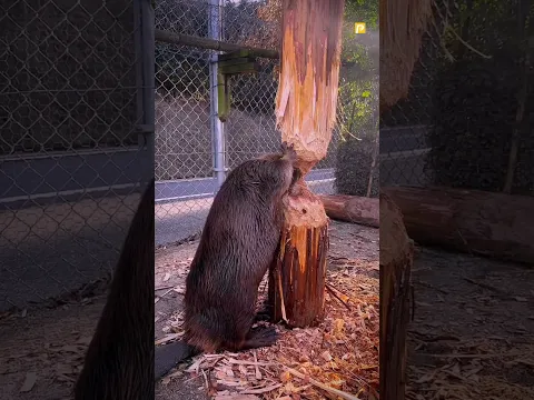 Why Beaver Cut Big Trees