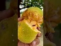 Artocarpus Lacucha (बड़हर) (HiAmazing India)