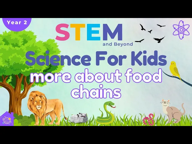 More About Food Chains | Science For Kids | STEM Home Learnin
