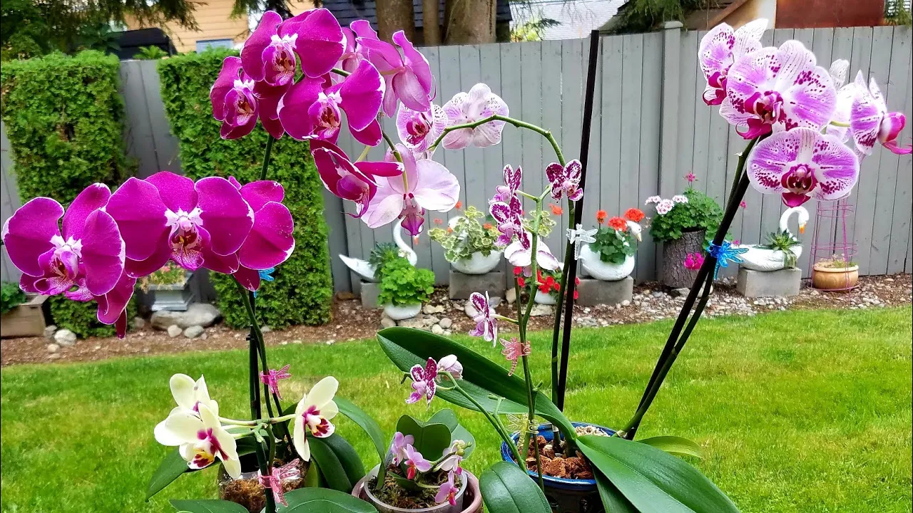 APRENDAMOS A CUIDAR PHALAENOPSIS #ORQUIDEAS EN EL MUNDO