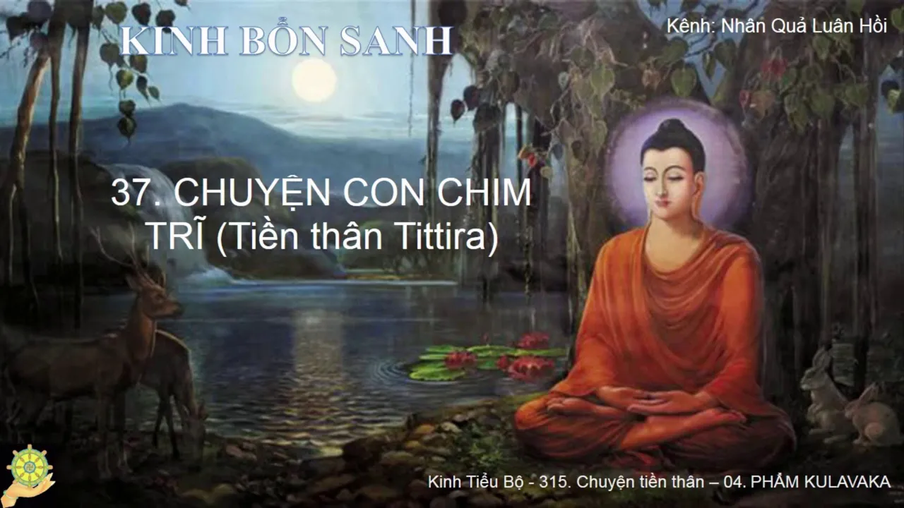 37 Truyện CON CHIM TRĨ Tiền thân Tittira Truyện Tiền Thân Đức Phật Tập 1 