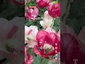 Download Lagu Musim bunga ( Franky and Jane ) / Flowers Season / 🌷💐🍀