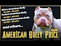 Exploring the 2023 American Bully Prices How Much Does the Perfect Companion Cost