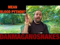 Episode 113 Aggressive or defensive blood python Helping you troubleshoot why this might be