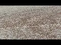 Pioneers beware Mormon cricket infestation returns to Utah