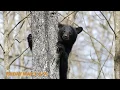 Nat Geo WILD: America The Beautiful: Wild Frontier - Into the Badlands Promo