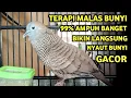 Perkutut Lokal Gacor Suara Super Kristal - Pancingan Malas Bunyi  (99%AMPUH BANGET)