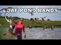 BIG GROUPS CLOSE over Water Early Season Goose Hunt in Wisconsin We Picked Out 2 Banded Birds
