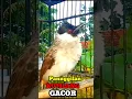 Download Lagu Suara burung kutilang gacor memanggil lawan