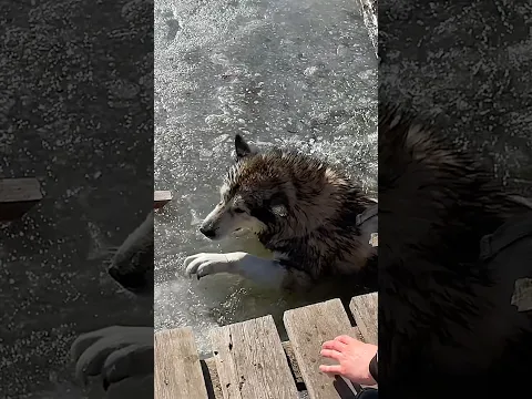 Собака ПРОВАЛИЛИСЬ ПОД ЛЕД! Часть 2.