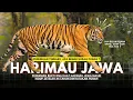Lagu BELUM PUNAH ?! Harimau Jawa Ditemukan Setelah 44 Tahun Dinyatakan Punah ?| #kisahduniapurba
