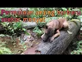 Download Lagu Permainan anjing berburu seekor monyet di bawa pohon sawit