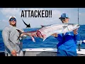 Download Lagu Crazy Kingfish Fishing, Barracuda Attack and Hammerhead