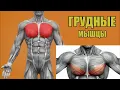 Download Lagu Тонкости тренировки грудных мышц