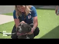 Shelter Shoutout - Animal Care League