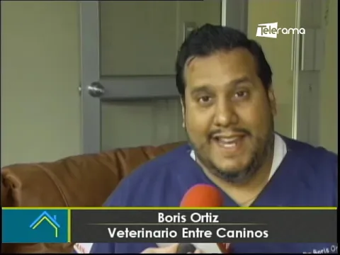 ¿Cómo enseñarle a tu mascota a estar sola en casa?