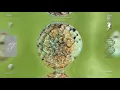 Modern Modern Life - Something About It (Official Video)