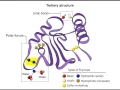 Tertiary Structure
