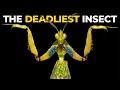 Download Lagu The Insane Biology of: The Praying Mantis