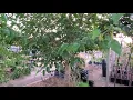 The most foolproof fruit tree every yard should have