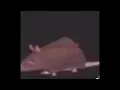 Download Lagu Low quality spinning rat but The FitnessGram Pacer Test is a multistage aerobic capacity test that